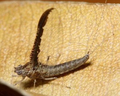 Californian Speckled Dun, Callibaetis californicus (Baetidae)