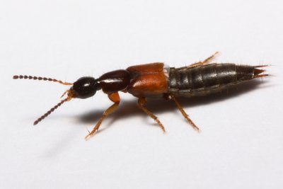 Rove Beetle, Philonthus rufulus (Staphylinidae)