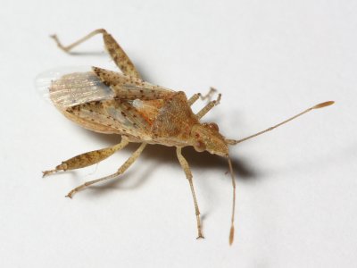 Scentless Plant Bug, Harmostes angustatus (Rhopalidae)