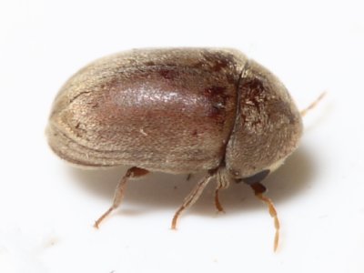 Tricorynus sp. (Anobiidae)