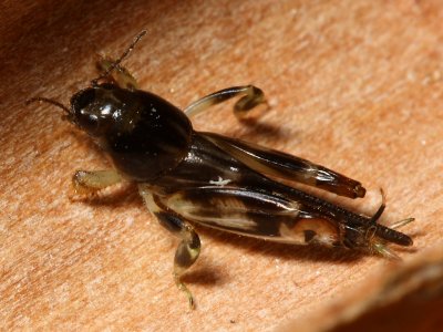 Larger Pygmy Mole Grasshopper, Neotridactylus apicialis (Tridactylidae)