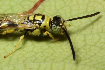 Tiphiid Wasp, Myzinum frontalis (Tiphiidae)