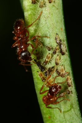 Entylia carinata nymphs