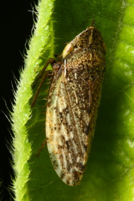 Aphrodes sp. (Aphrodinae)