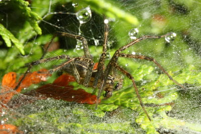 Family Agelenidae - Funnel-web Spiders