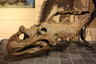 Vagaceratops irvinensis skull