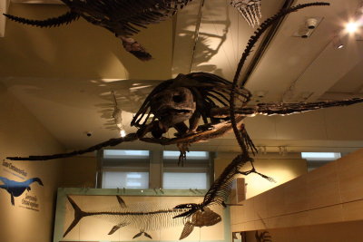 Archelon ischyros