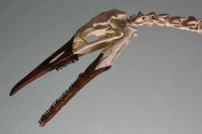 Hesperornis gracilis