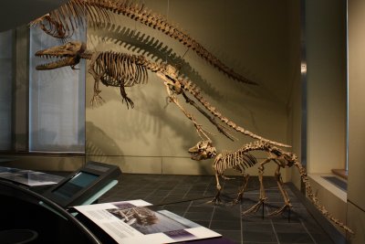 Pakicetus and Ambulocetus