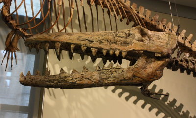 Ambulocetus skull