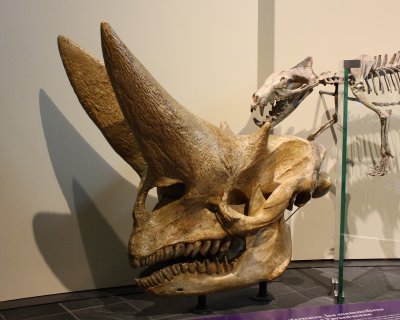 Arsinoitherium zitteli skull