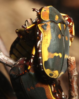 Brown-and-Yellow Fruit Chafer, Pachnoda sinuata