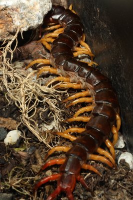 Vietnamese Centipede, Scolopendra subspinipes