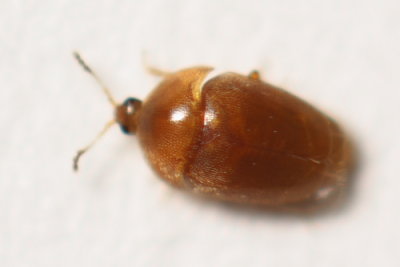 Sericoderus sp.