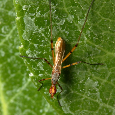 Stilt-legged Fly, Micropeza stigmatica (Micropezidae)