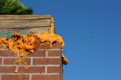 Honeybees, Apis mellifera* (Apidae)