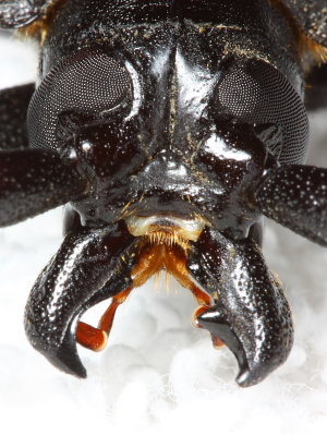 Palo Verde Root Borer, Derobrachus hovorei (Cerambycidae)