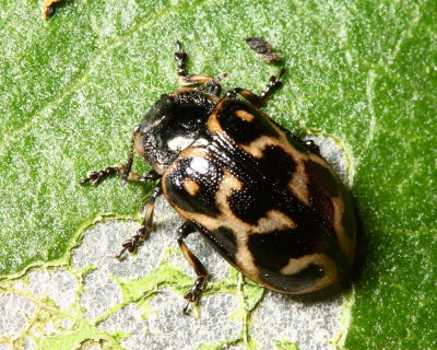 Leaf Beetle, Chrysomela aeneicollis (Chrysomelidae)