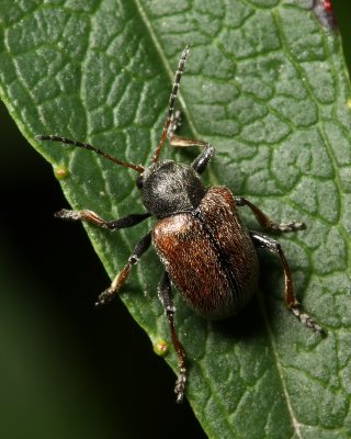 Western Grape Rootworm, Bromius obscurus