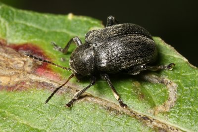 Western Grape Rootworm, Bromius obscurus