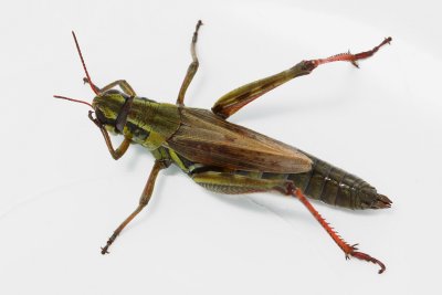 Northern Spur-throat Grasshopper, Melanoplus borealis