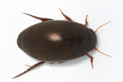 Diving Beetle, Agabus sp. (Dytiscidae)