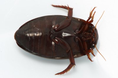 Diving Beetle, Agabus sp. (Dytiscidae)