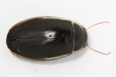 Boreal Diving Beetle, Dytiscus alaskanus