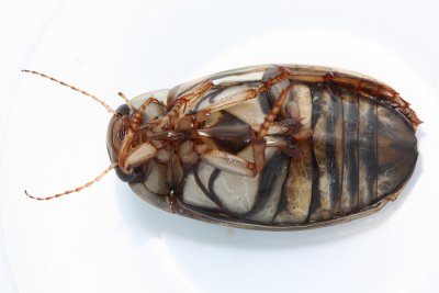 Boreal Diving Beetle, Dytiscus alaskanus