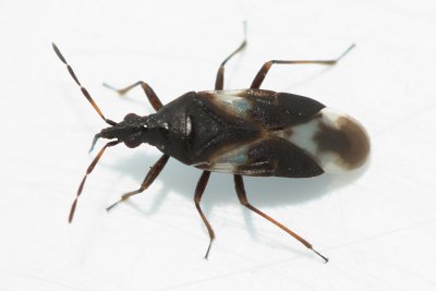 Minute Pirate Bug, Anthocoris musculus (Anthocoridae)