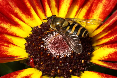 Hover Fly, Syrphus sp. (Syrphidae)