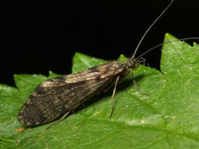 g1/55/932755/3/128673669.BK9dAPZH.jpg