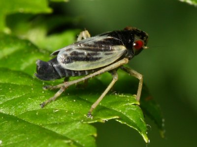 Leafhopper, Evacanthus grandipes (Cicadellidae)