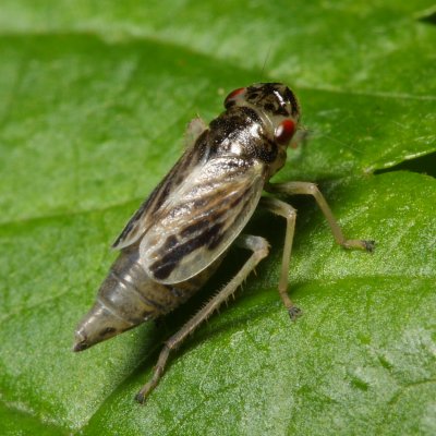 Leafhopper, Evacanthus grandipes (Cicadellidae)