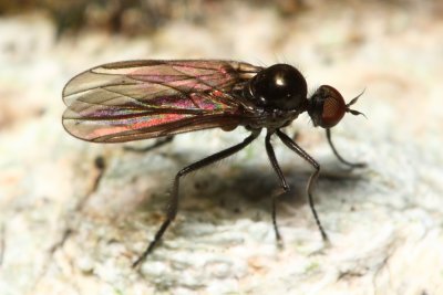 Dance Fly, Bicellaria sp. (Empididae)