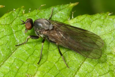 Dance Fly, Hilara sp. (Empididae)