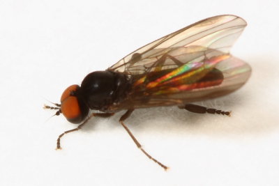 Flat-footed Fly, Grossoseta pacifica (Platypezidae)