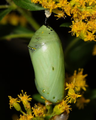 Monarch (Danaus plexippus) chrysalis