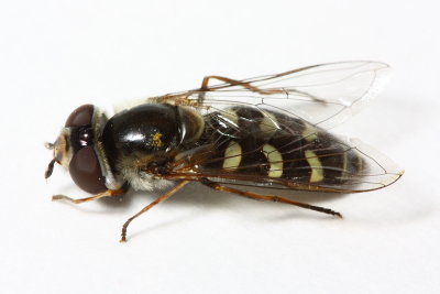 Flower Fly, Lapposyrphus lapponicus (Syrphidae)
