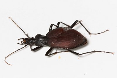 Snail-eating Ground Beetle, Scaphinotus angusticollis (Carabidae)