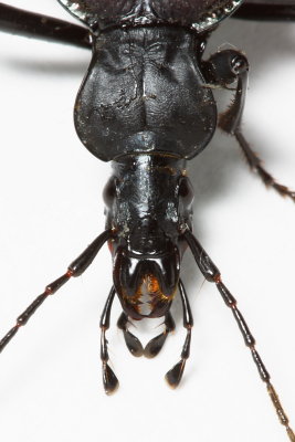 Snail-eating Ground Beetle, Scaphinotus angusticollis (Carabidae)
