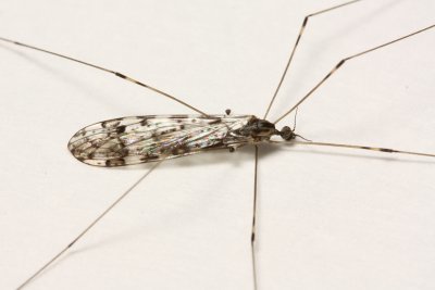 Limoniine Crane Fly, Limonia sp. (Tipulidae)