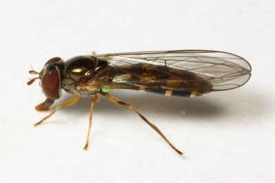 Flower Fly, Melanostoma mellinum (Syrphidae)