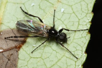 March Fly, Bibio cf. slossonae (Bibionidae)