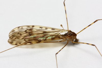 Crane Fly, Limonia (Metalimnobia) immatura (Tipulidae)
