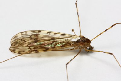 Sixspot Crane Fly, Limonia nubeculosa (Limoniidae)
