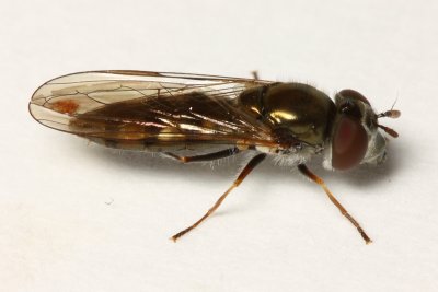 Flower Fly, Platycheirus holarcticus (Syrphidae)