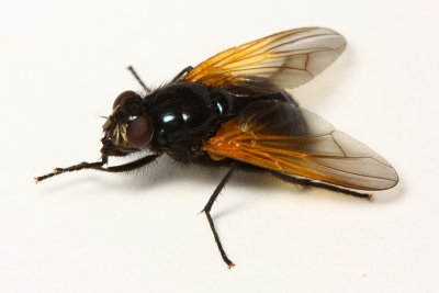 Mesembrina latreillii (Muscidae)