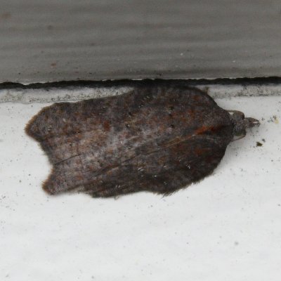 Hook-winged Leafroller, Acleris effractana (Tortricidae)