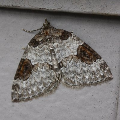 George's Carpet, Plemyria georgii (Geometridae)